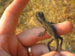 Australian Water Dragon (<i>Physignathus lesueurii</i>) Baby Water Dragon, a few hours old.  